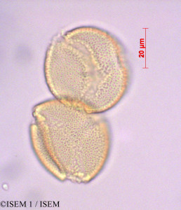 ISEM 1/Burmeistera_crispiloba_29084/Burmeistera_crispiloba_29084_0001(copy)_thumb.jpg